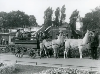 A Llama cart ride for visitors with three Llamas being led by Keepers, London Zoo, August 1923